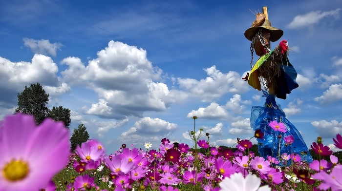 flowers, nature, beauty, sky