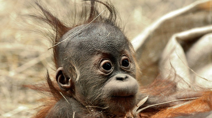 orangutans, chimpanzees, animals, baby animals