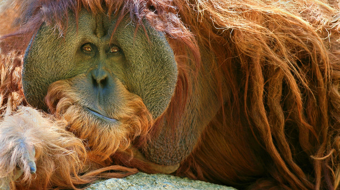 animals, sight
