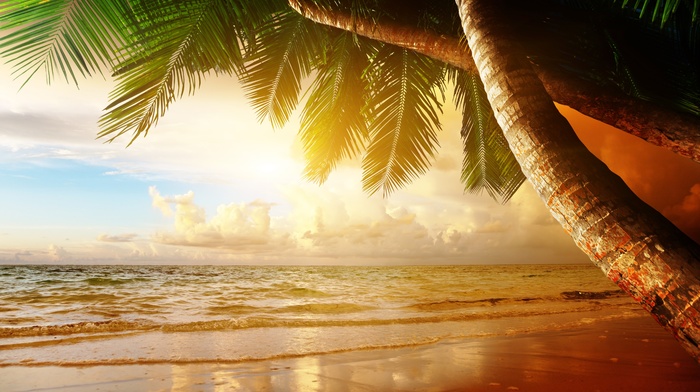 summer, sky, palm trees, cloudy, beach, sunset, clouds