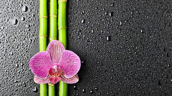 bamboo, water drops, flowers, orchids