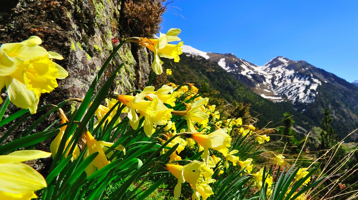flowers, nature, photo, mountain, macro