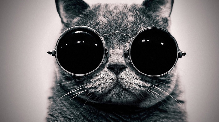 cat, black, sunglasses