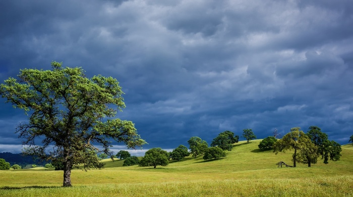 sky, hills, trees, cloudy, summer, nature, forest