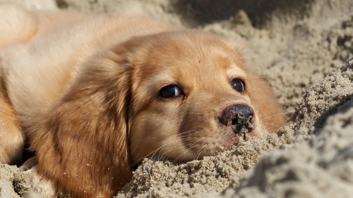 animals, sand, dog, puppies