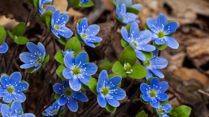 beauty, flowers