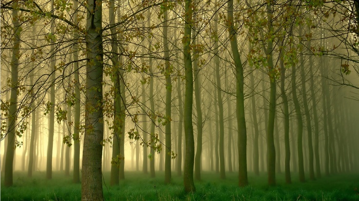 mist, nature, trees, forest