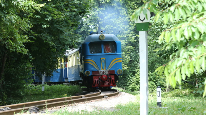 forest, train