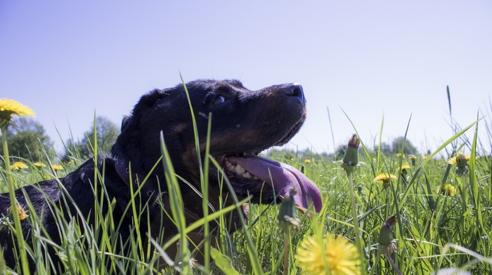 tongues, dandelion, yellow flowers, animals, dog, grass