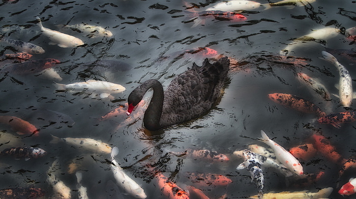 nature, animals, lake