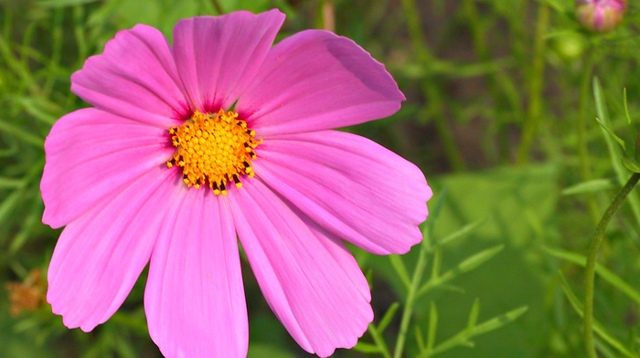 stunner, nature, flowers