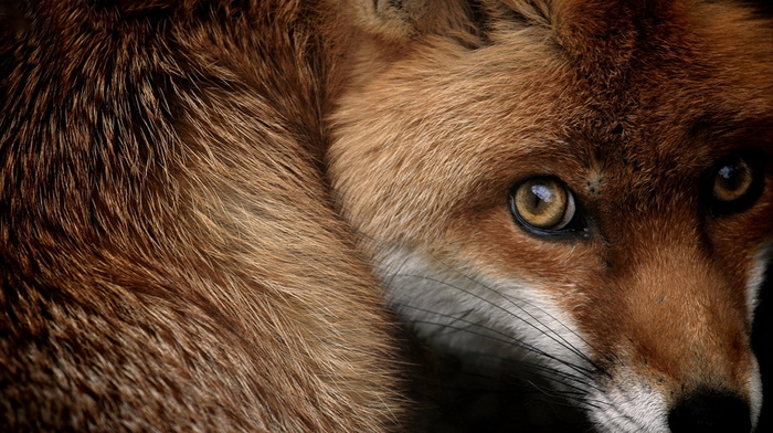 fox, beautiful, muzzle, sight, animals