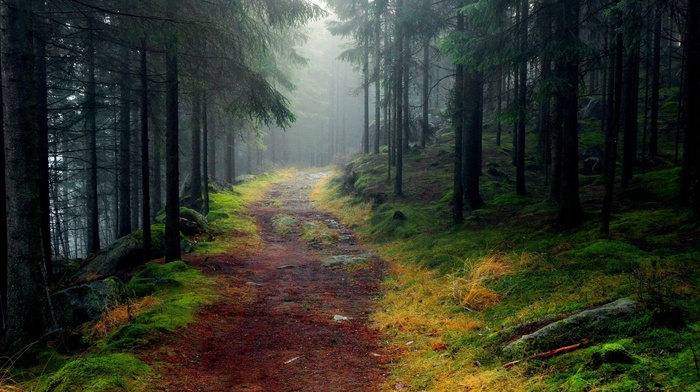 forest, road, nature, trees