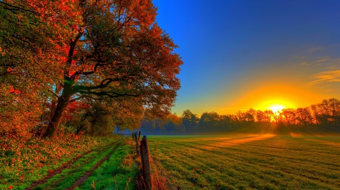 grass, leaves, nature, sky, forest