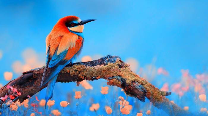 animals, beauty