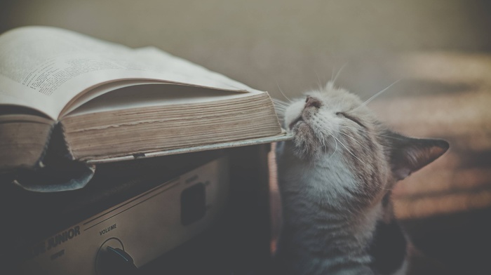 animals, book, cat