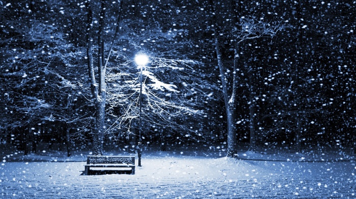 nature, snow, forest, trees