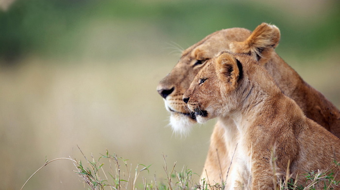 beauty, animals