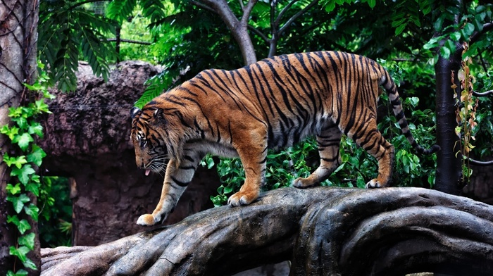 photo, animals, predator, tiger