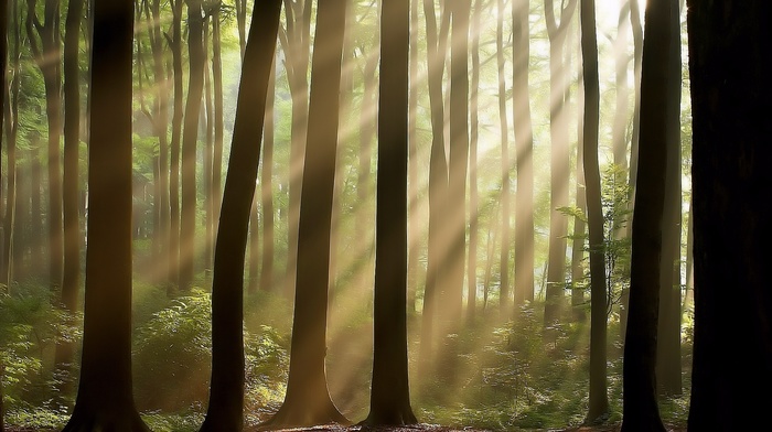 forest, rays, light, nature, trees
