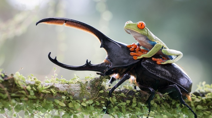 frog, branch, macro, photo, nature