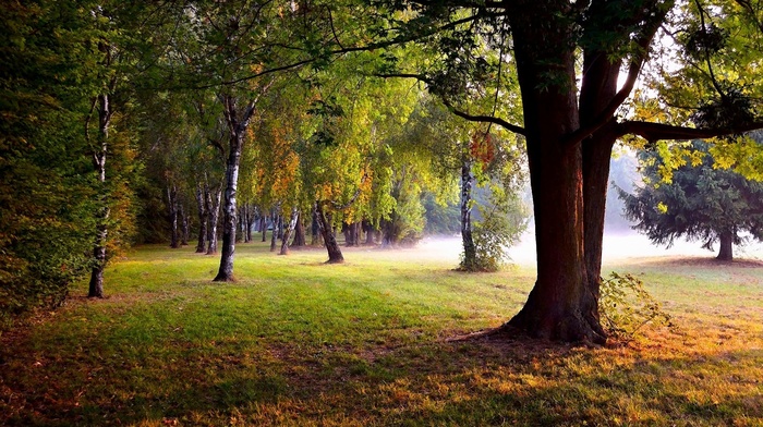 park, trees, summer, nature