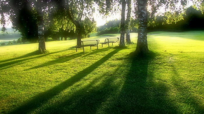 Sun, summer, park, nature