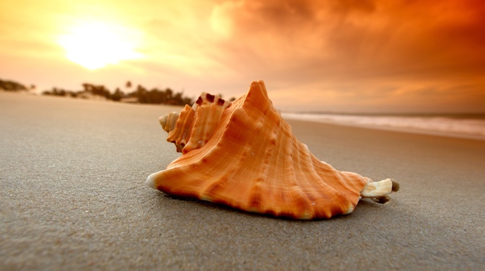 macro, beach, beautiful, ocean, sand, stunner, palm trees, sky, sunset, photo