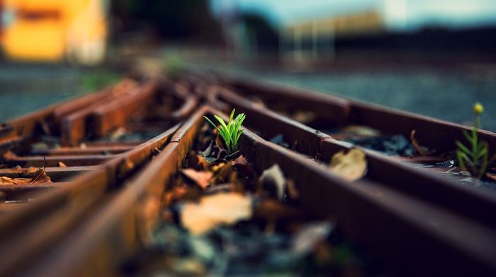 depth of field, leaves, plants