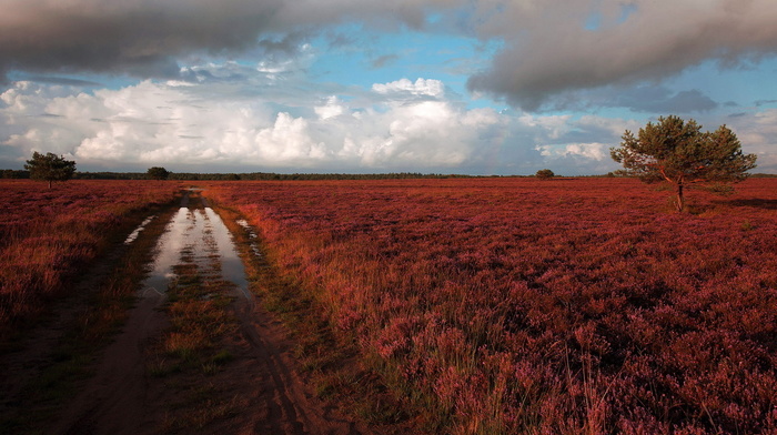 nature, road