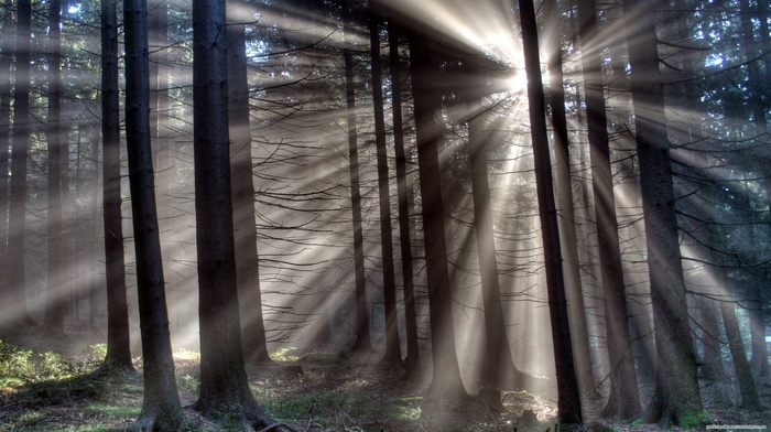 Sun, trees, nature