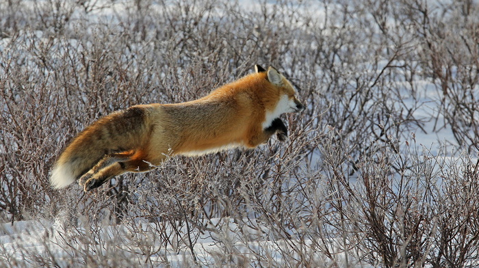 fox, bushes, tail, bounce, beauty, winter, muzzle, animals, fly