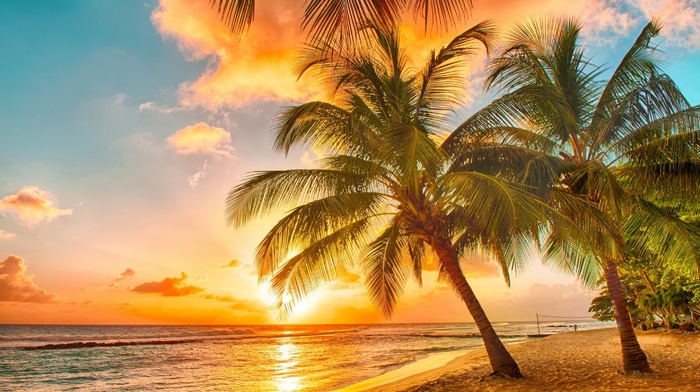 sky, ocean, sunset, tropics, summer, nature, palm trees, beach, beautiful