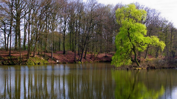 river, water, summer, trees, nature