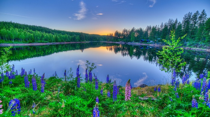 flowers, sunset, lake, reflection, nature