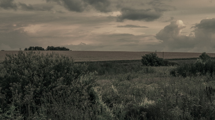 nature, field