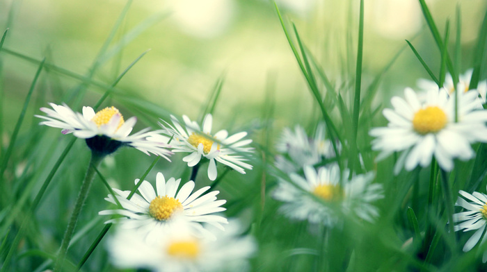 macro