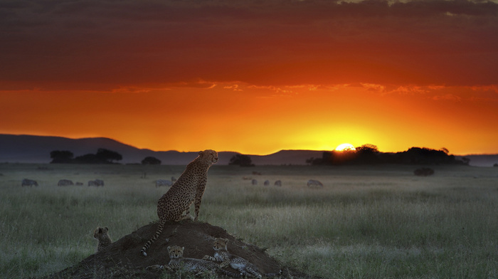 field, animals, sunset