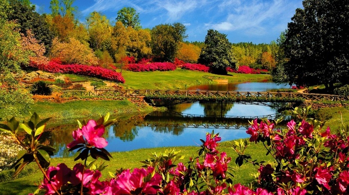 bridge, nature