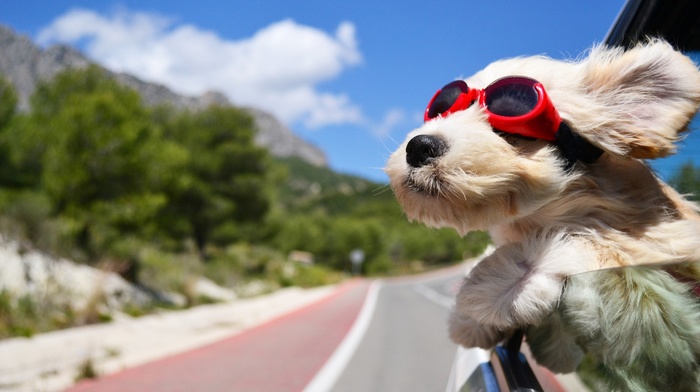 sky, glasses, dog, animals, road