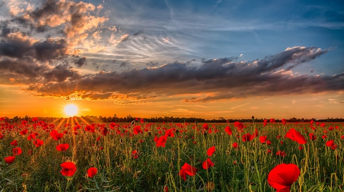 poppies, sky, clouds, nature, sunset, flowers, Ukraine, Sun
