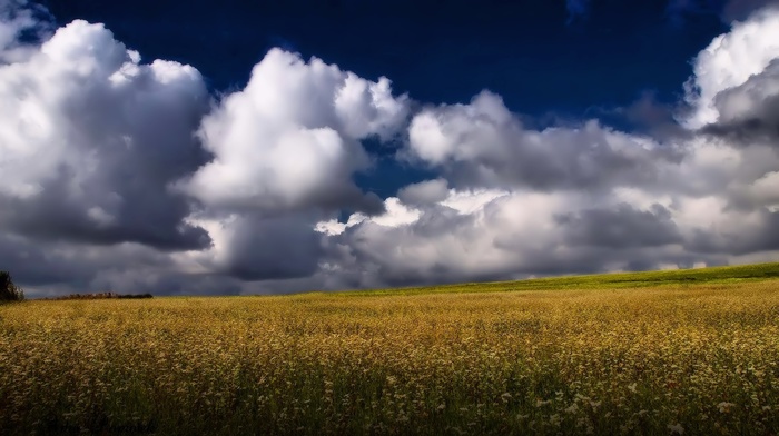 nature, field, sky, clouds, summer