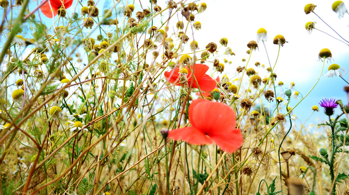 poppies, nature, field, summer, grass