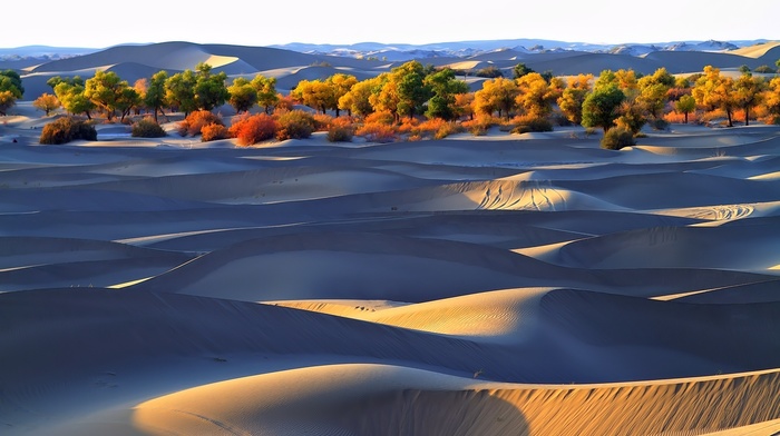 nature, desert