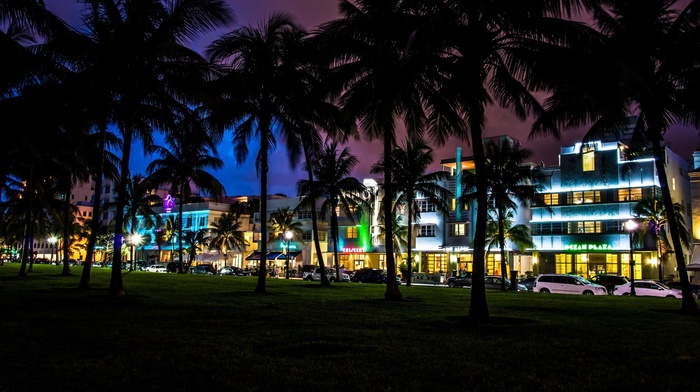 miami, South Beach, Florida, palm trees