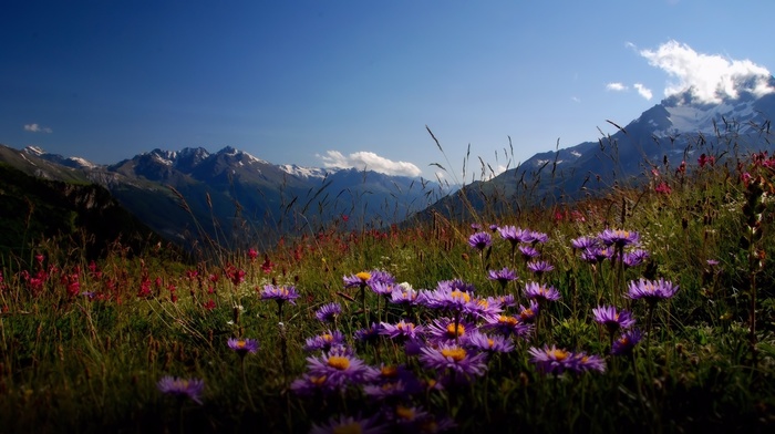 flowers, beauty, nature, mountain, valley