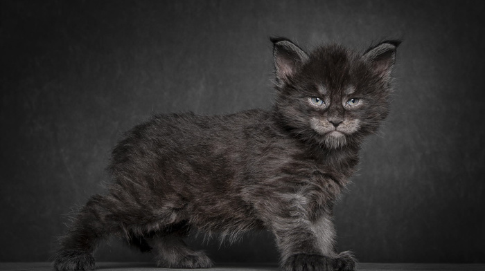 cat, background, black, animals, kitten