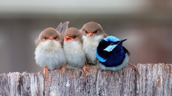 Fairy Wren, birds, fence