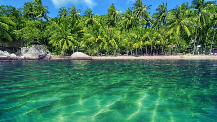 water, beach, palm trees