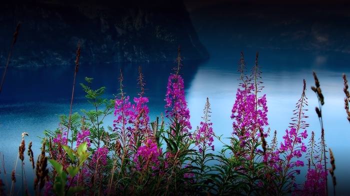 flowers, valley, nature, river